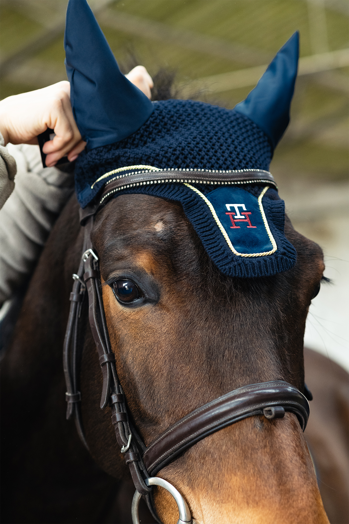 Dettaglio di cavallo baio con cuffia blu, servizio per scuderia